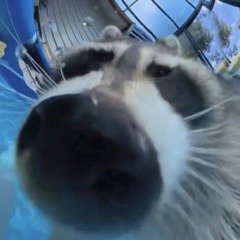 Ники Никонин