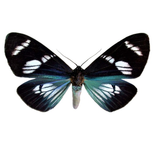 mothgodd’s avatar
