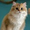 catty