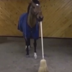 horsewbroom