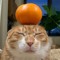 gato mato