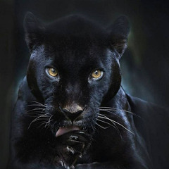 BAGIRA