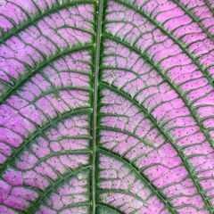 Jasmine Patterns