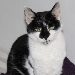 The Magnificent Itch