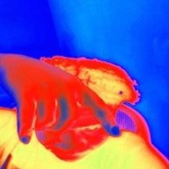 CEONATE Unreleased