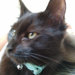 orko
