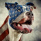 SLYDOG