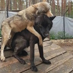houndprevail