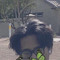 Clyde