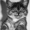 Amadey_Fergus