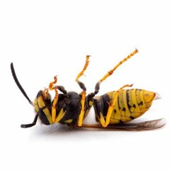 dead wasp