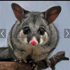 Mauieee