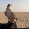 العتيبي