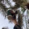 العَنود