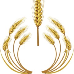 CARLOS SOLARINVEST