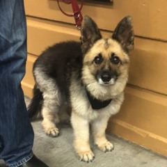 yeah yeah doggo