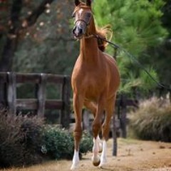 أسـماء ديـسي