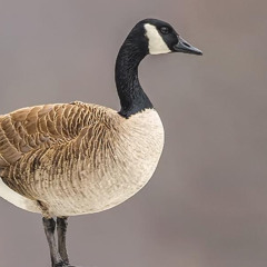 Goose