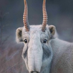 Cami_Deer