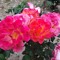 beckster_916