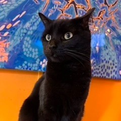 blackcat
