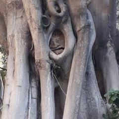 ראובן לב ארי