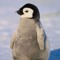 Lil Penguin