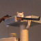 The_Rifle_Cat