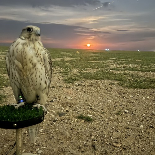 شيلة عشق القرانيس كلمات خليفه سيف اداء جابر بن صبح.m4a