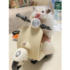 총든 햄스터
