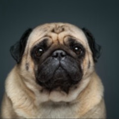 Mops_111