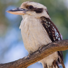 JGigremosa