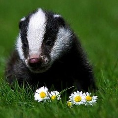 Meri Badger