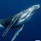 <BlueWhale🐋>