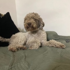 Dani