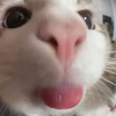 O3Joni
