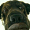 JahDog
