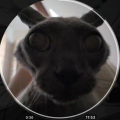 аллергия на котов
