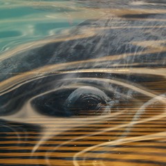 Humpback_Whale_Singing_off_Texada_Island_Dec04-2024.