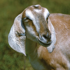 Daly Griffin-Famakinde