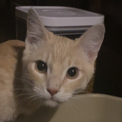 Skyler Tango