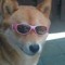 doggo