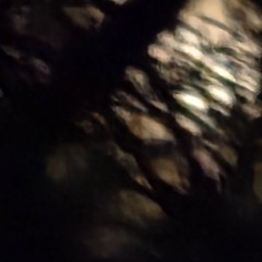 °•