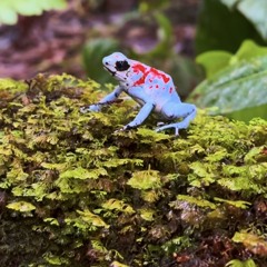 RottnDot