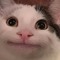 Beluga Ben  cat