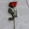 hanum
