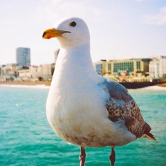 Shaun Oaten (idleformat)