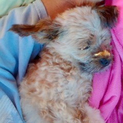 Chanita