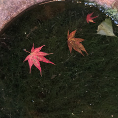 Echigo milk∞Nayeong