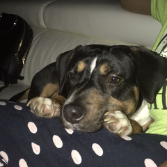 Sebastian Orsatelliz